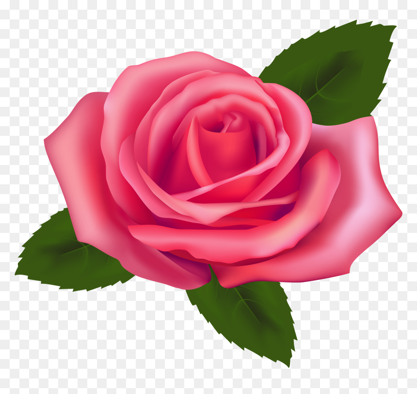 Beautiful Pink Rose Png Clipart - Rose Clip Art Png, Transparent Png - pink rose png