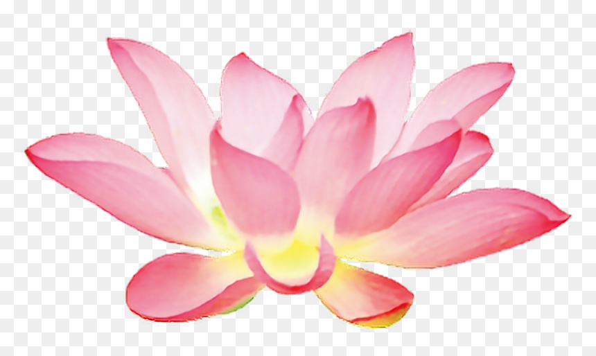 Pink Lotus Flower Png Clipart , Png Download - 蓮花 圖 素材 Png 檔, Transparent Png - lotus flower png