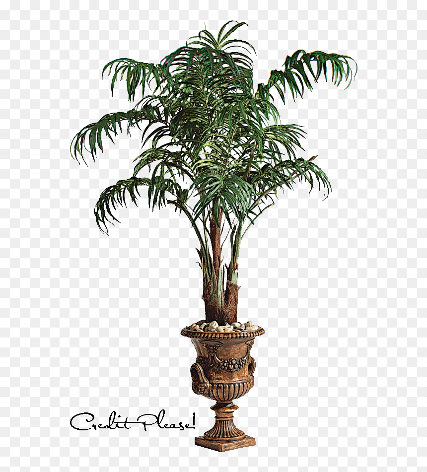 Palm Tree Png Image Large Size - Potted Palm Tree Png, Transparent Png - palm png