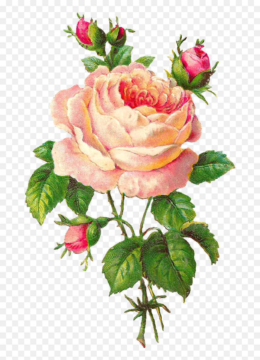 Flower Scrapbooking Pink Rose With Buds - Flower Vintage Clip Art, HD Png Download - pink rose png