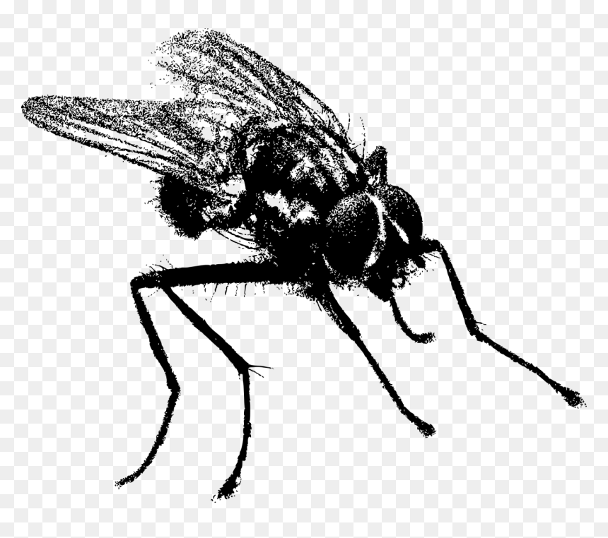 Black Fly Pixabay, HD Png Download - fly png