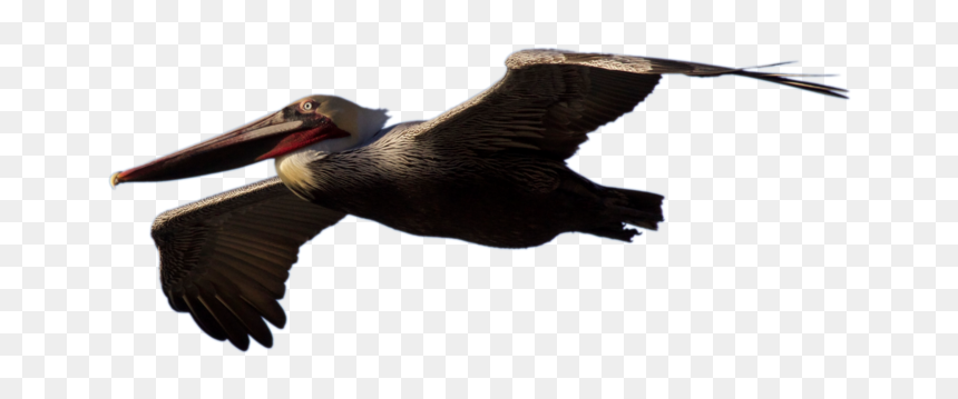 Flying Pelican Png Picture - Brown Pelican Png, Transparent Png - fly png