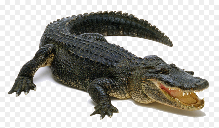 Download Alligator Png Pic - Alligator Transparent Background, Png Download - alligator png