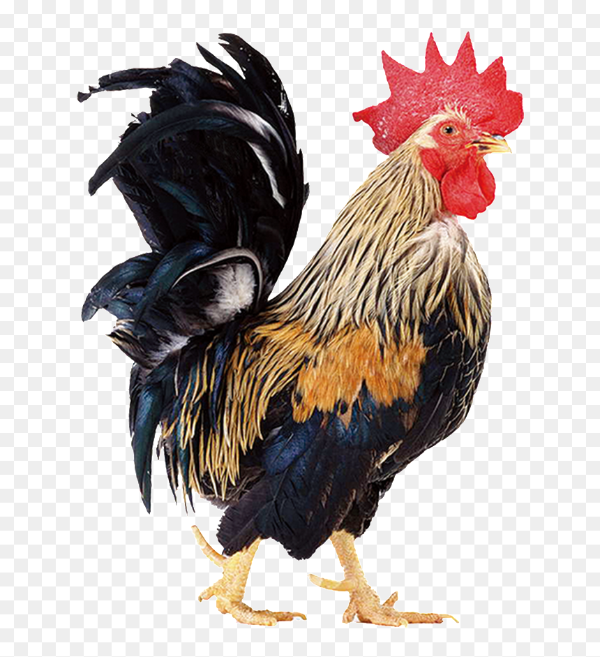 Beautiful Physical Chick Static Png - Cock Png, Transparent Png - static png