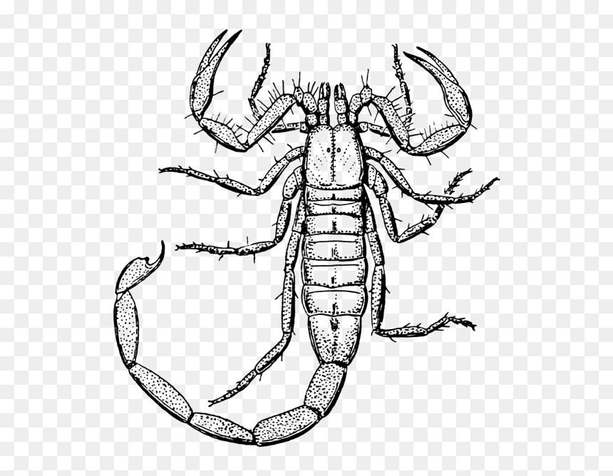 Clipart Black And White Scorpion, HD Png Download - scorpion png