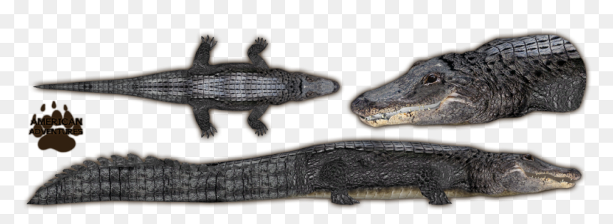 Transparent Alligator, HD Png Download - alligator png
