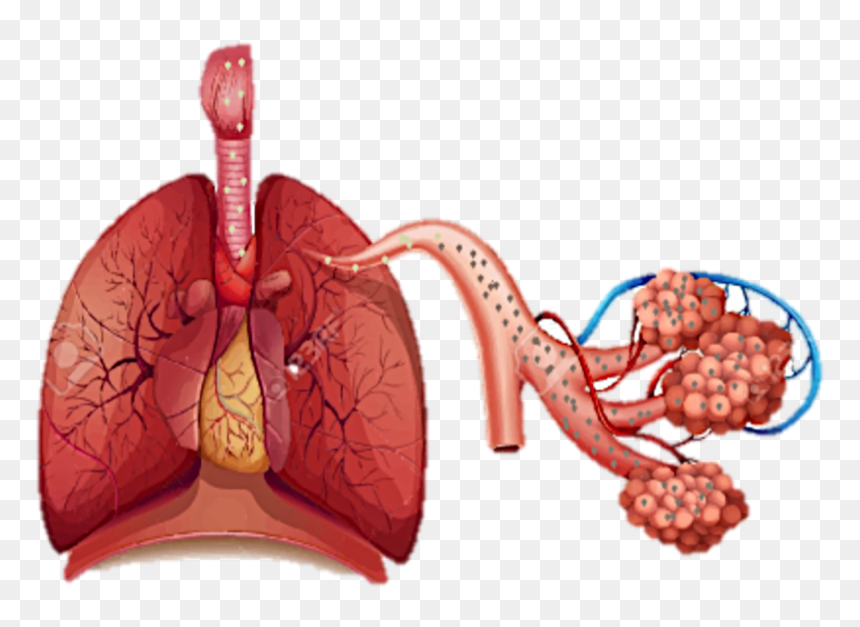Habibah - Human Respiratory System, HD Png Download - dust particles png