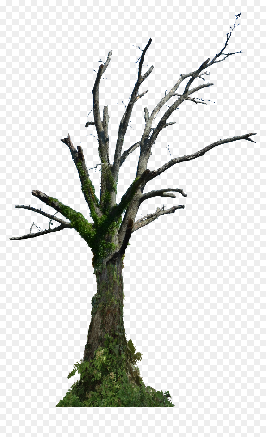 Dead Tree Png Hd , Png Download - Dead Old Tree Png, Transparent Png - dead tree png