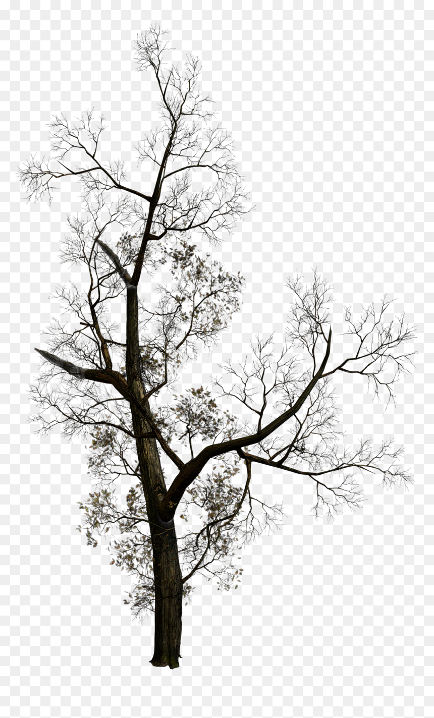 Dead Tree Silhouette Png Download - ست دعوات تجمع لك الخير كله, Transparent Png - dead tree png