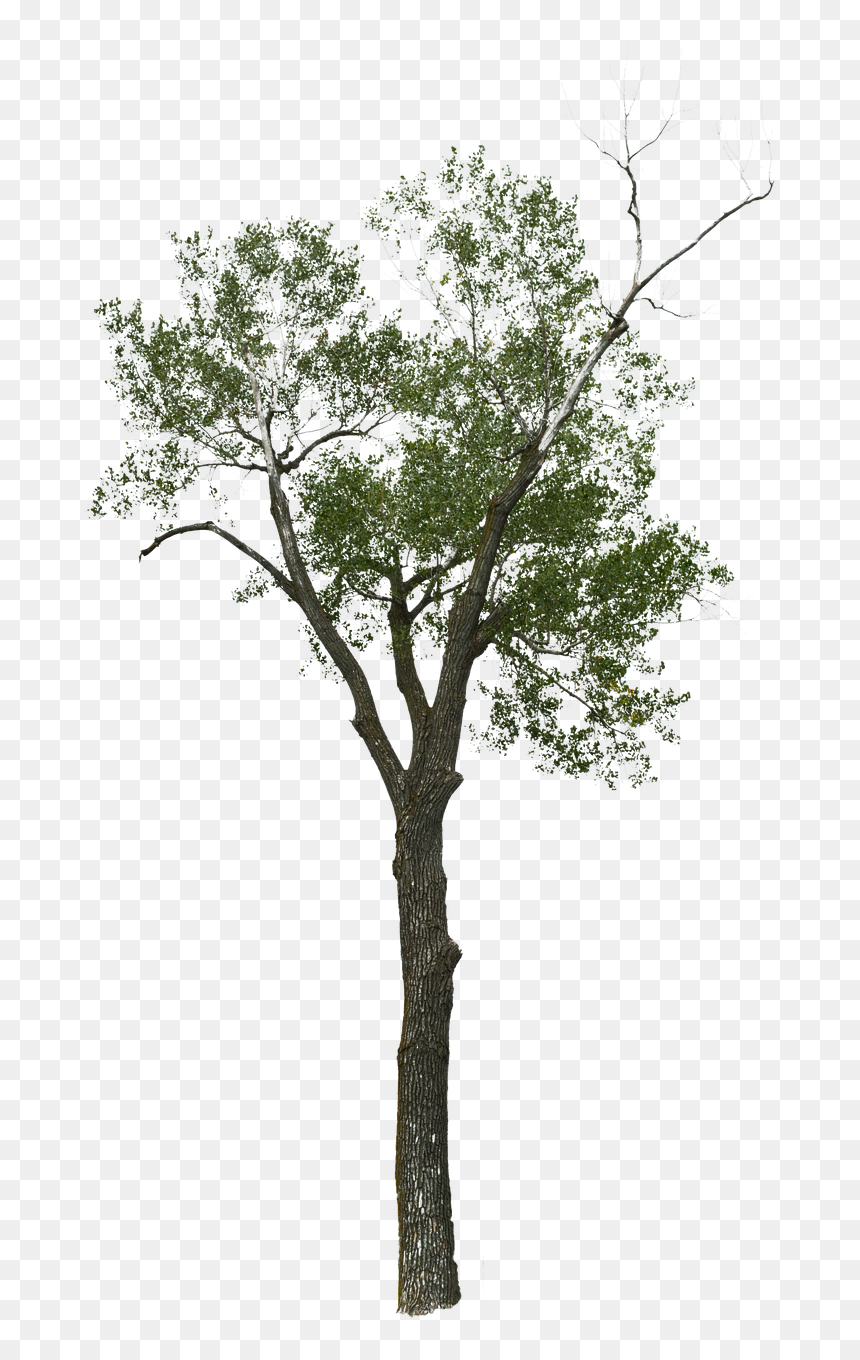 Wood, HD Png Download - dead tree png