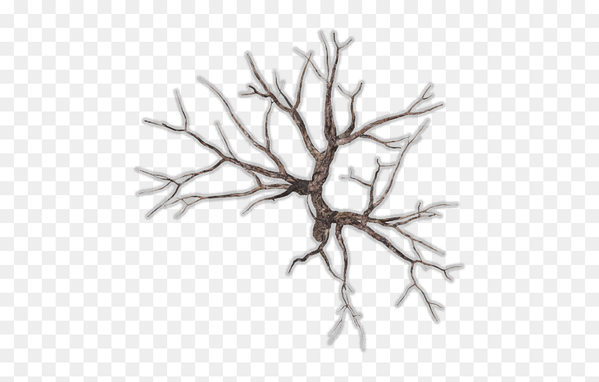 Top View Tree Png, Transparent Png - dead tree png
