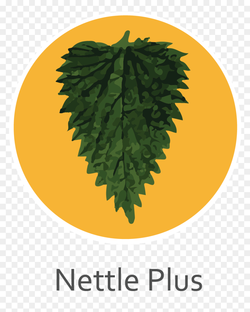 Nettle Plus - Leni Loud, HD Png Download - plus png