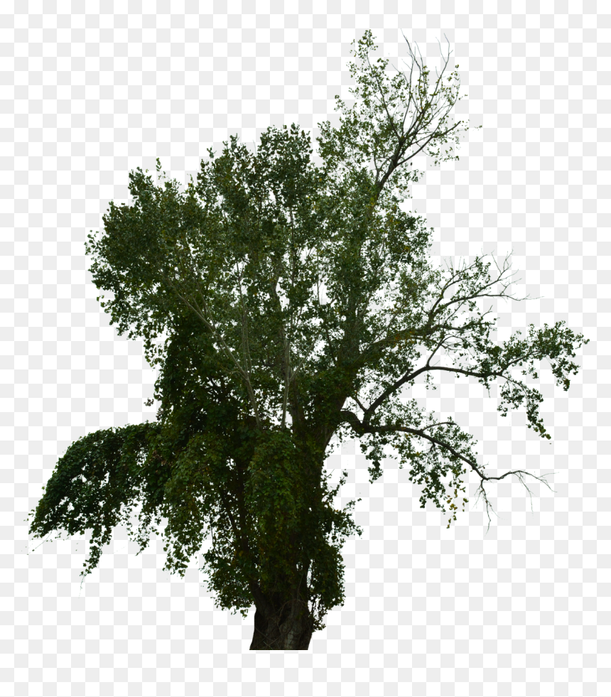 Dead Tree Png, Transparent Png - dead tree png