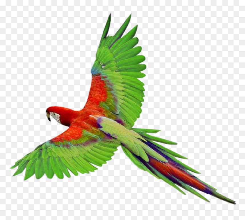 Birds Flying Png - Transparent Parrot Png, Png Download - birds flying png
