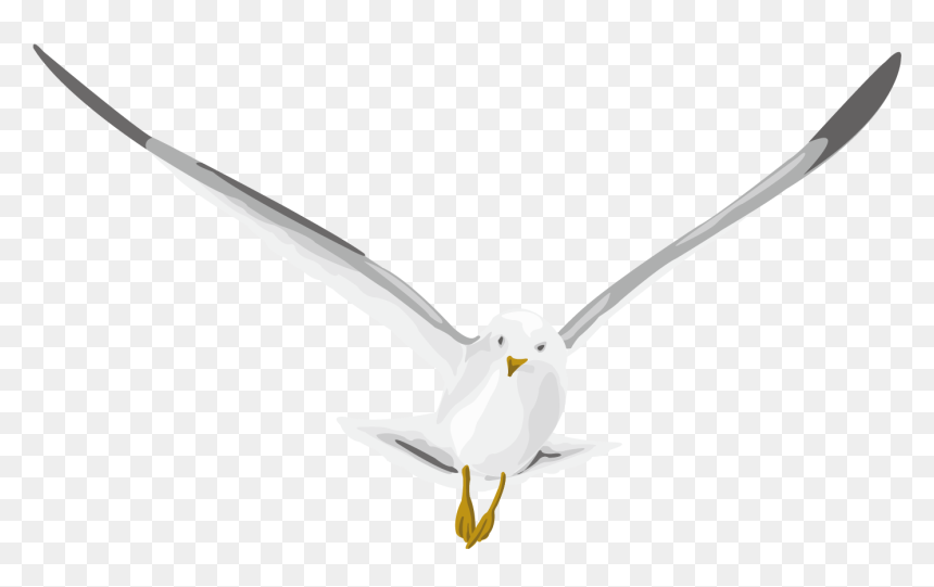 Pigeon Png - Ring Billed Gull, Transparent Png - birds flying png