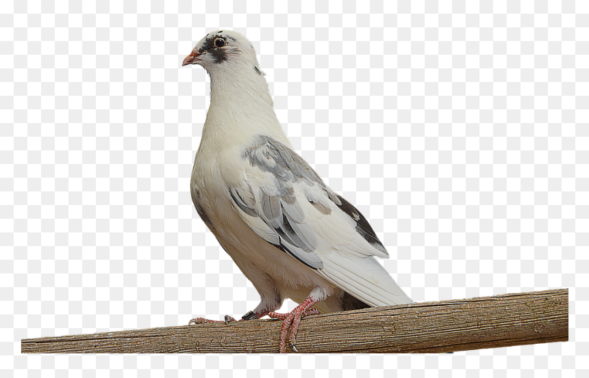 Dove On Branch Png, Transparent Png - doves png
