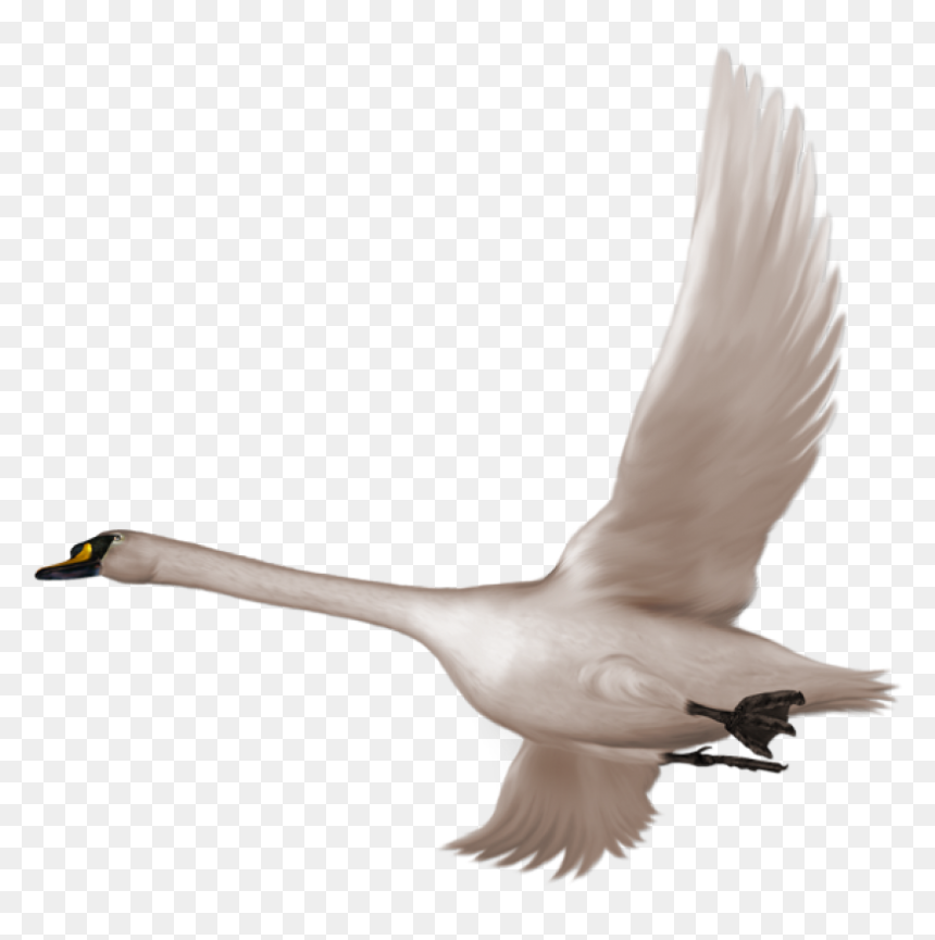 Swan Flying Png, Transparent Png - birds flying png
