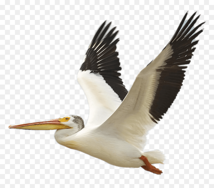 The Birds Of America American White Pelican Brown Pelican - Transparent Pelican Clipart, HD Png Download - birds flying png
