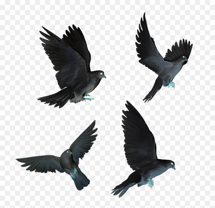 Dove Doves Black Flying Birds Fly - Birds Fly, HD Png Download - birds flying png