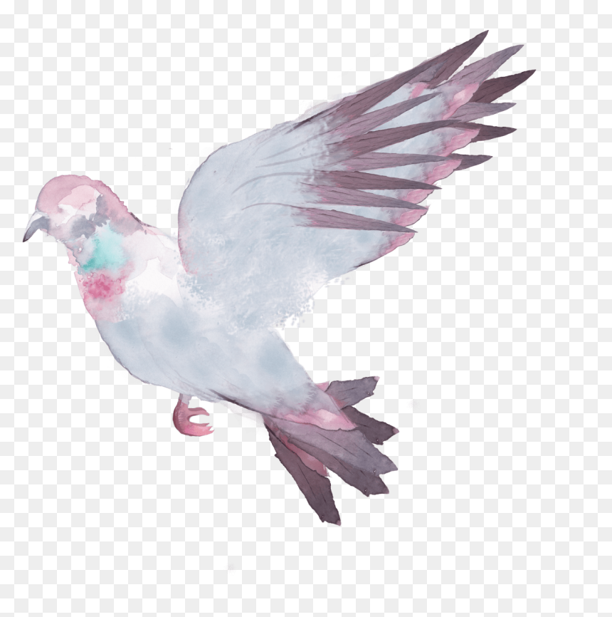 Pigeons And Doves , Png Download - Stock Dove, Transparent Png - doves png