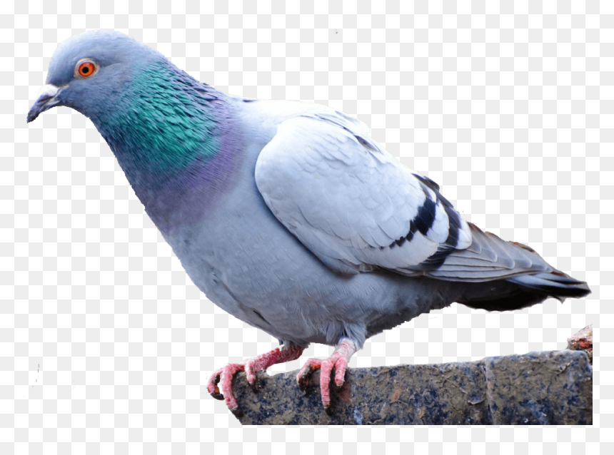 Pigeon Png, Transparent Png - doves png