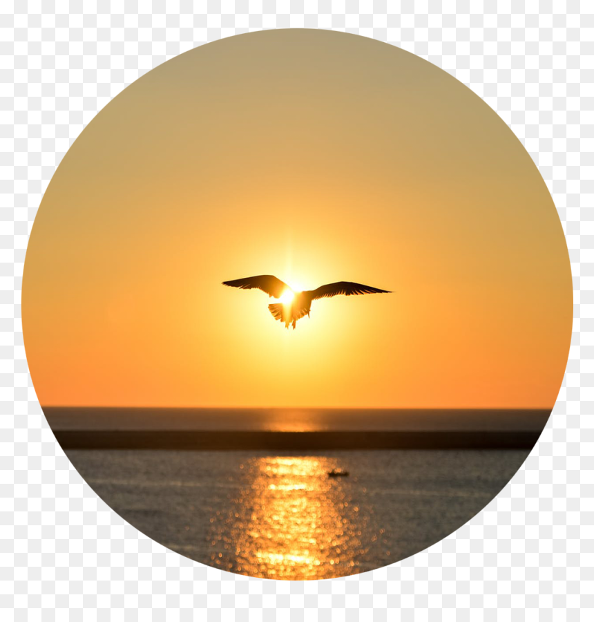 Sea Sunset Bird Flying, HD Png Download - birds flying png
