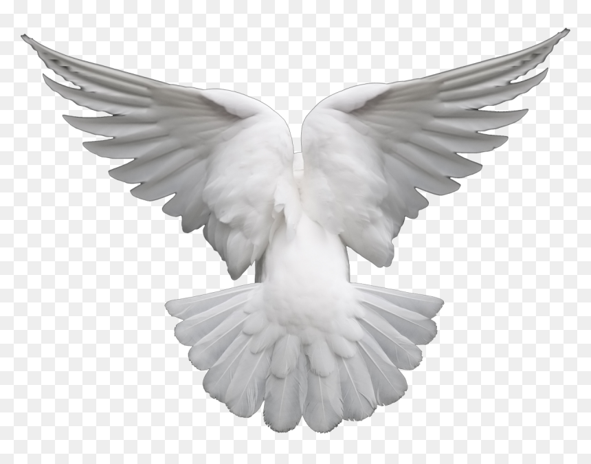 Pigeons And Doves Portable Network Graphics Clip Art - Black And White Dove Png, Transparent Png - doves png