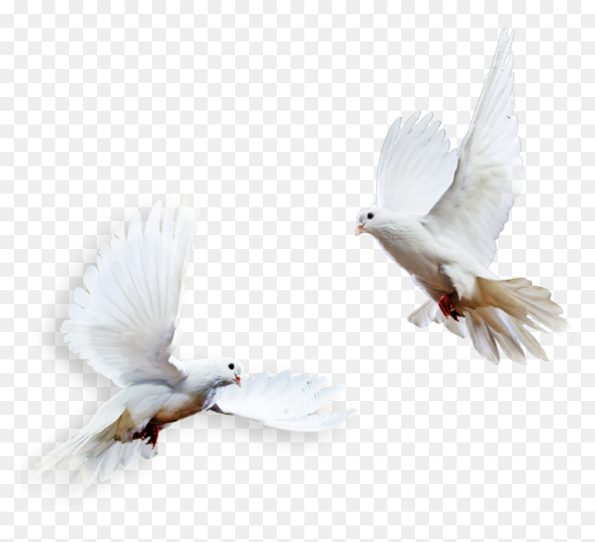 Transparent Pigeons Png - Columbidae, Png Download - doves png