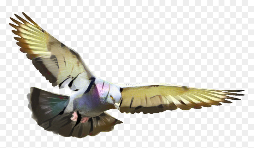 Pigeons And Doves Homing Pigeon Portable Network Graphics - Transparent Background Pigeon Png, Png Download - doves png