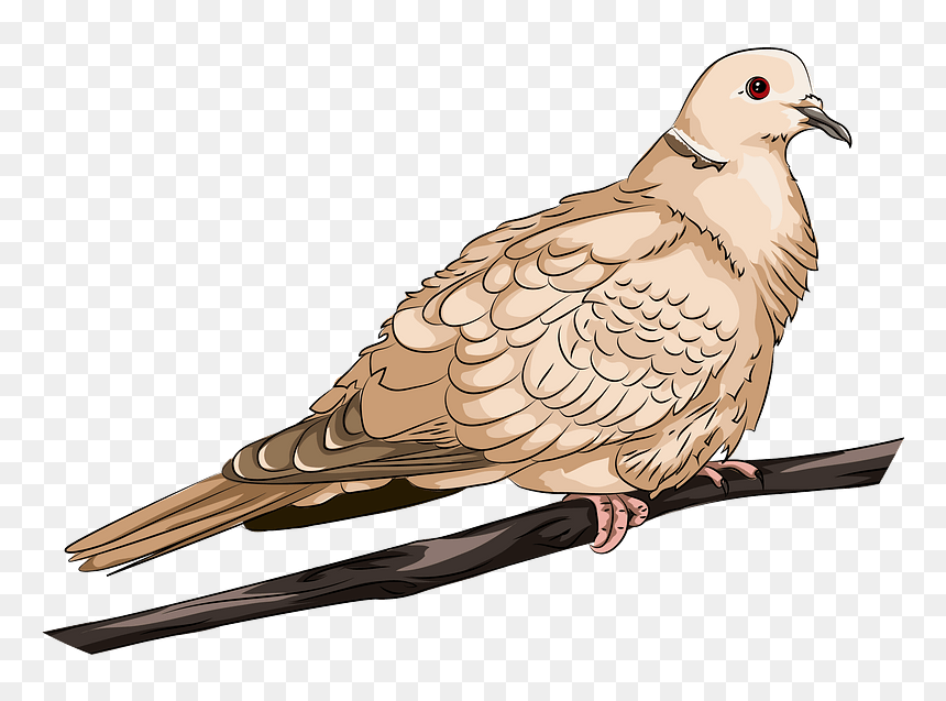 Collared Dove Clipart - Pigeons And Doves, HD Png Download - doves png