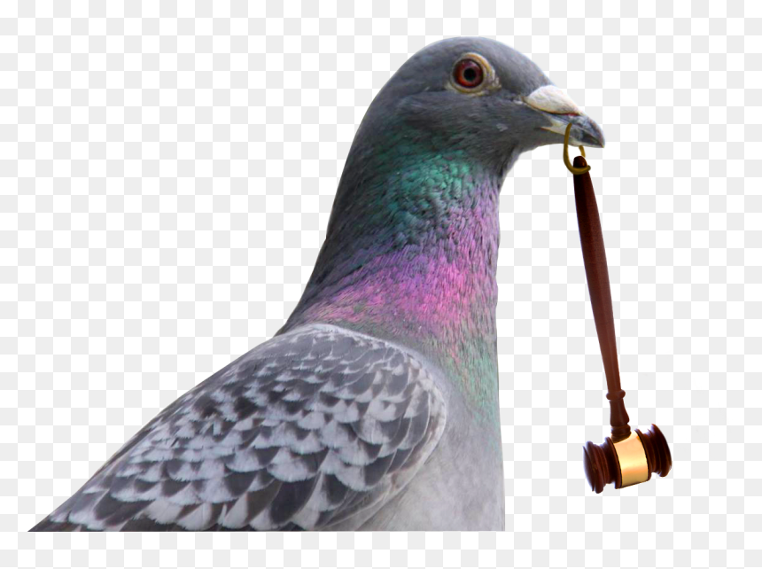 Subasta De Palomas - Rock Dove, HD Png Download - doves png