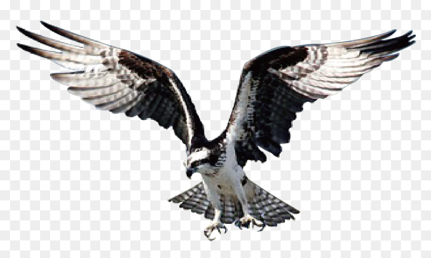 Hawk - Oiseau De Proie Png, Transparent Png - hawk png