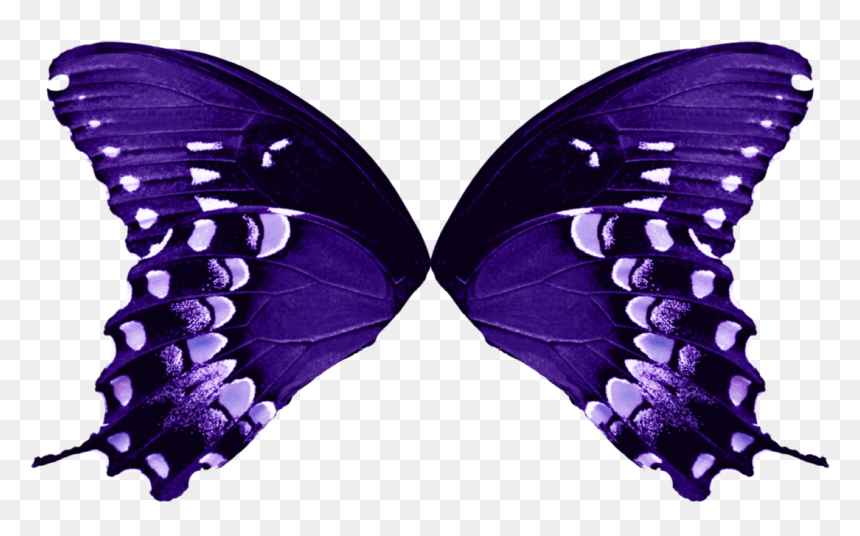 Butterfly Wing Png & Free Butterfly Wing Transparent, Png Download - fairy wings png