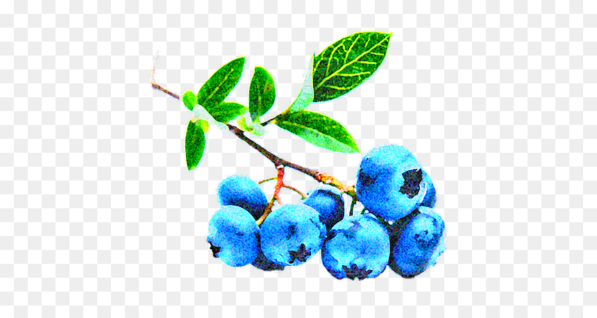Arandanos Star, HD Png Download - blueberry png