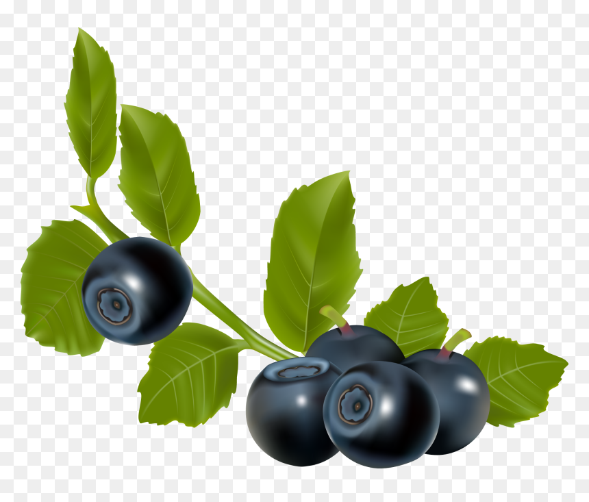 Blueberry - Blueberry Branch Transparent, HD Png Download - blueberry png