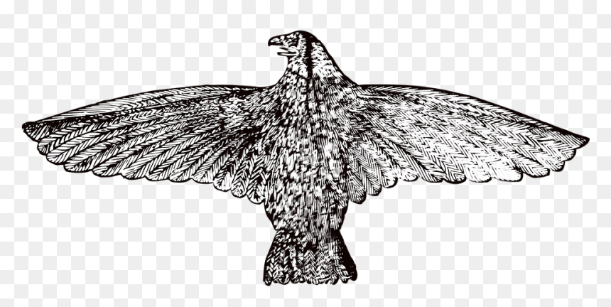 Vintage Hawk Png, Transparent Png - hawk png