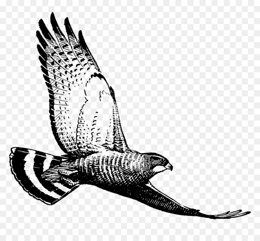 Hawk, HD Png Download - hawk png