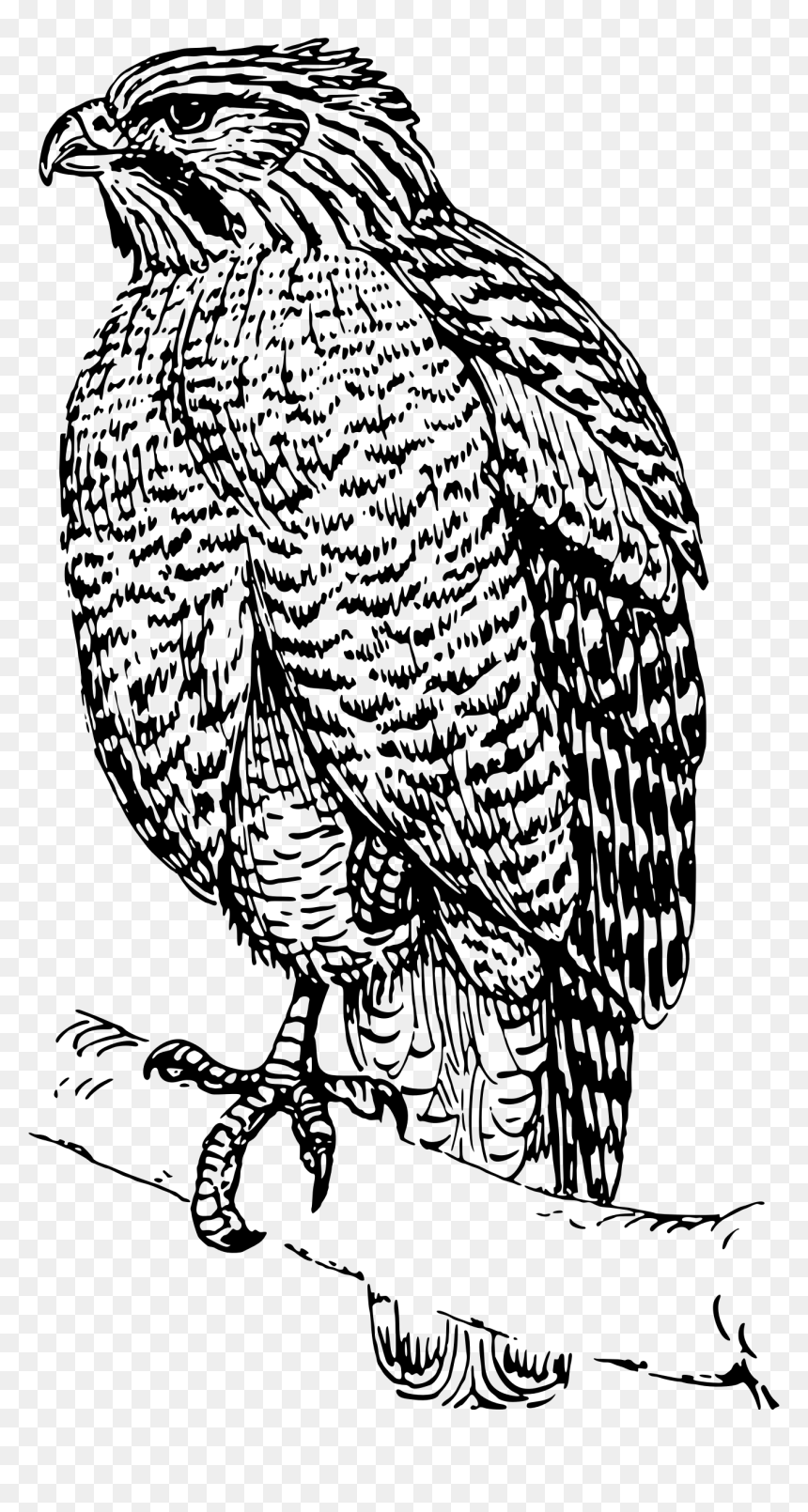 Hawk 3 Clip Arts - Clip Art, HD Png Download - hawk png
