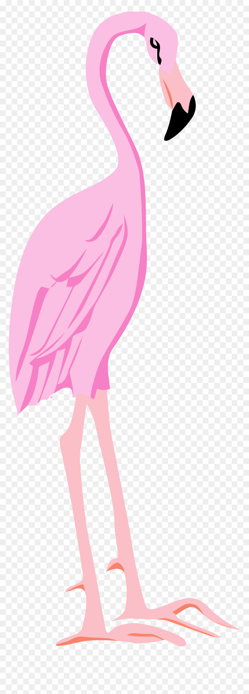 Flamingo, HD Png Download - pink png