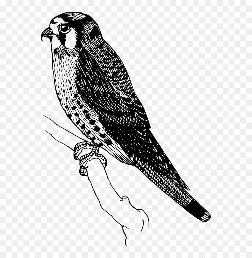 Sparrow Hawk - Sparrowhawk Clipart, HD Png Download - hawk png
