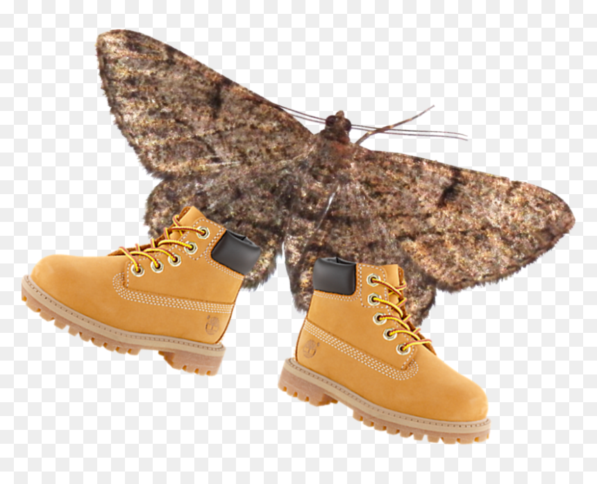 Moth Png, Transparent Png - timbs png