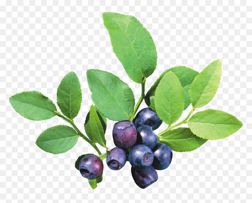 Blueberry Png, Transparent Png - blueberry png