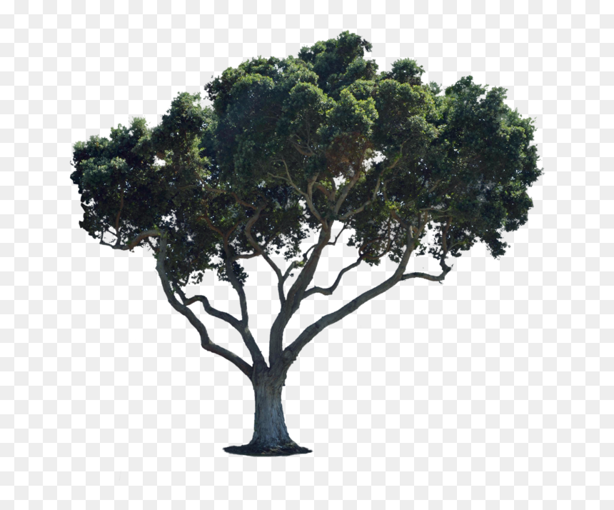 Street Tree Png - Tree Png For Photoshop, Transparent Png - street png