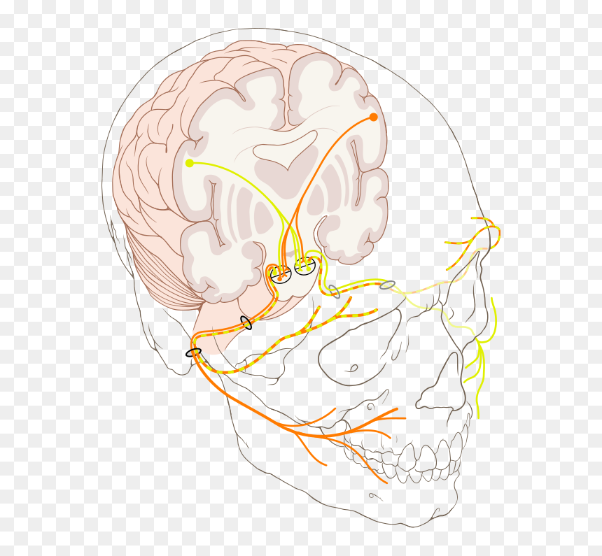 Bell's Palsy Nerve Diagram, HD Png Download - mlg blunt png