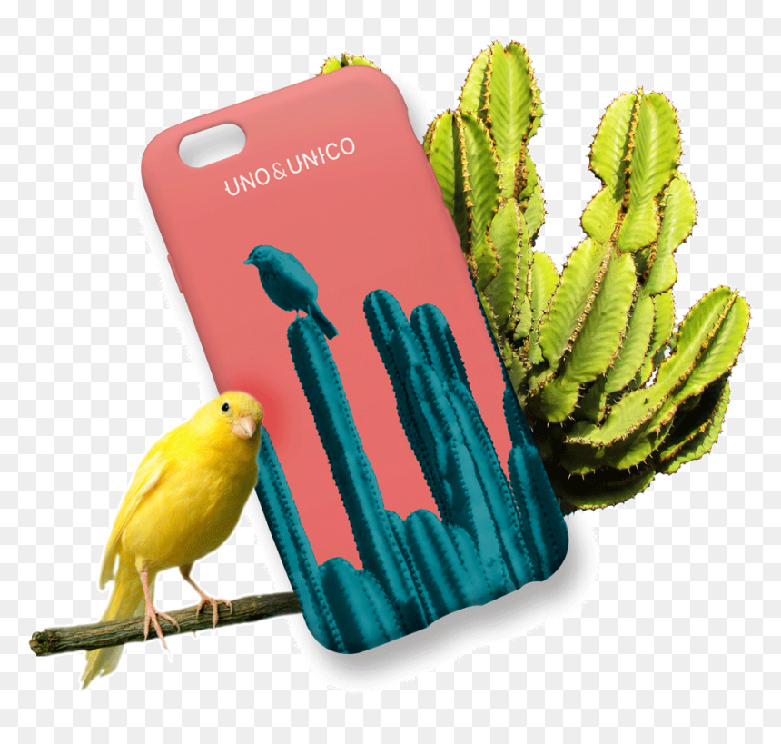 Cactus, HD Png Download - suscribete png