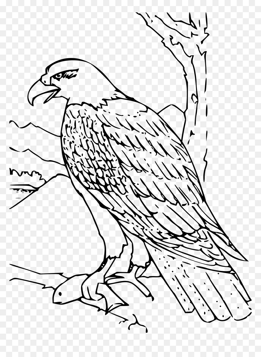 Coloring Book Bald Eagle Clip Arts, HD Png Download - bald eagle png
