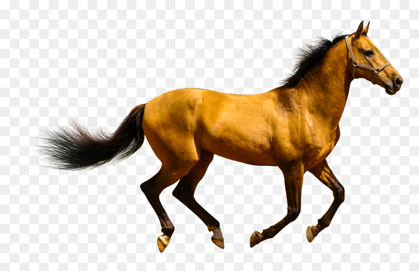 Animals Clipart Png,cartoon Animals Png,cute Animal - Horse Png, Transparent Png - animals png