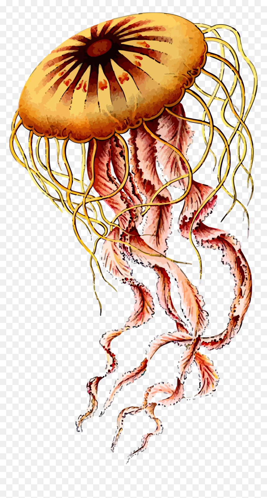 Jellyfish Clip Arts - Ernst Haeckel Jelly Fish, HD Png Download - jellyfish png
