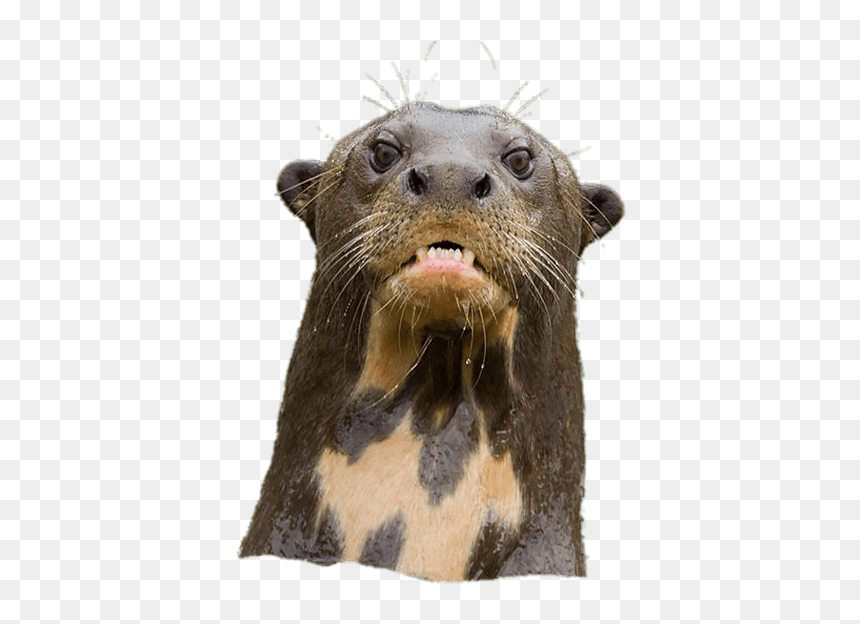 Angry Giant River Otter - Otter Png, Transparent Png - river png