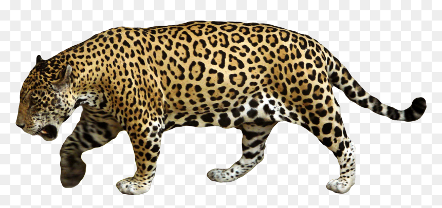 Animals Png Images For Size Comparisons - Jaguar Png, Transparent Png - animals png